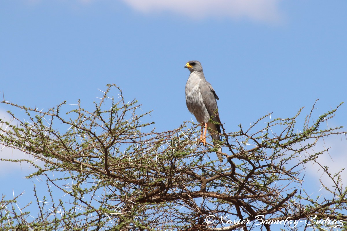 Samburu - Montagu's Harrier
Mots-clés: geo:lat=0.59121300 geo:lon=37.57807400 geotagged KEN Kenya Samburu Samburu National Reserve animals Montagu's Harrier oiseau