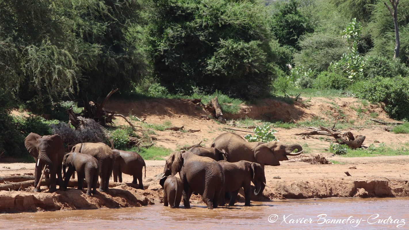 Samburu - Elephant
Mots-clés: geo:lat=0.57036100 geo:lon=37.56728900 geotagged KEN Kenya Samburu Samburu National Reserve animals Elephant Riviere