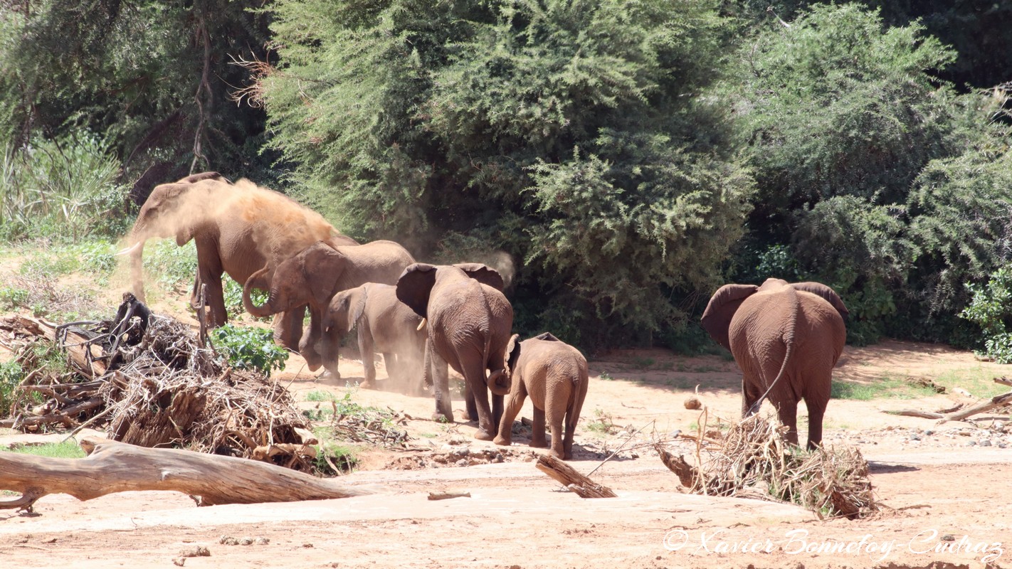 Samburu - Elephant
Mots-clés: geo:lat=0.57036100 geo:lon=37.56728900 geotagged KEN Kenya Samburu Samburu National Reserve animals Elephant