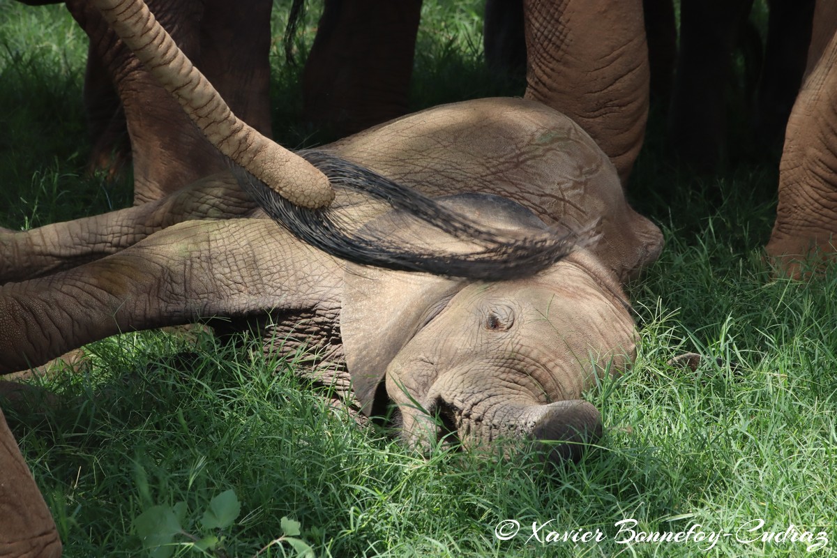 Samburu - Elephant
Mots-clés: geo:lat=0.57132400 geo:lon=37.56449400 geotagged KEN Kenya Samburu Samburu National Reserve animals Elephant