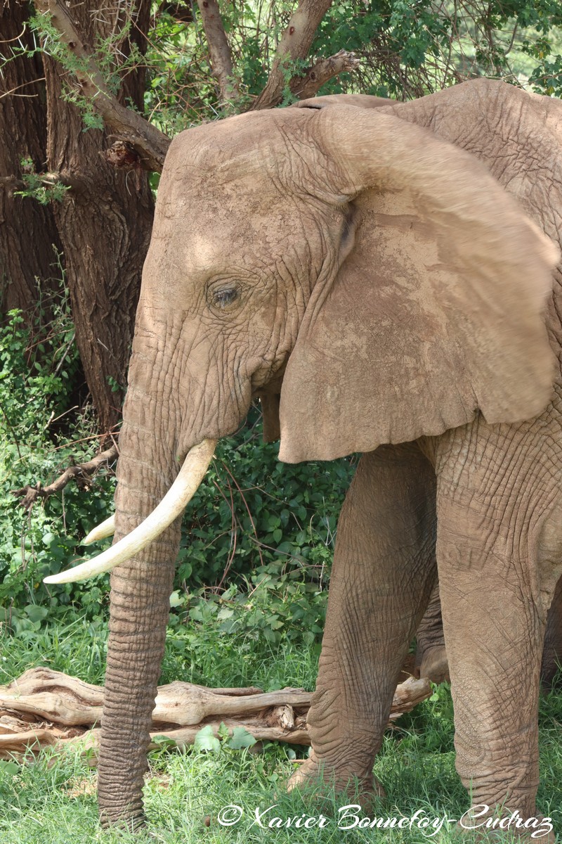 Samburu - Elephant
Mots-clés: geo:lat=0.57132400 geo:lon=37.56449400 geotagged KEN Kenya Samburu Samburu National Reserve animals Elephant