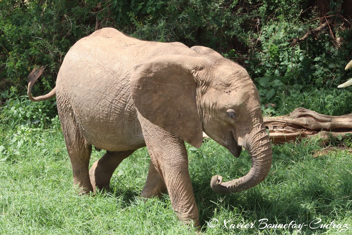 Samburu - Elephant
Mots-clés: geo:lat=0.57132400 geo:lon=37.56449400 geotagged KEN Kenya Samburu Samburu National Reserve animals Elephant