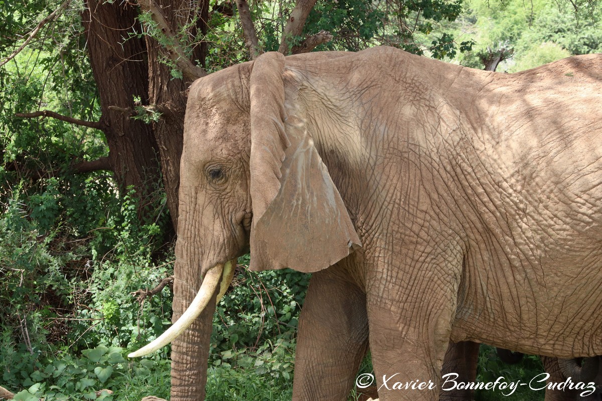 Samburu - Elephant
Mots-clés: geo:lat=0.57132000 geo:lon=37.56449600 geotagged KEN Kenya Samburu Samburu National Reserve animals Elephant