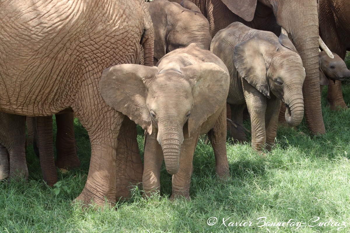 Samburu - Elephant
Mots-clés: geo:lat=0.57132000 geo:lon=37.56449600 geotagged KEN Kenya Samburu Samburu National Reserve animals Elephant