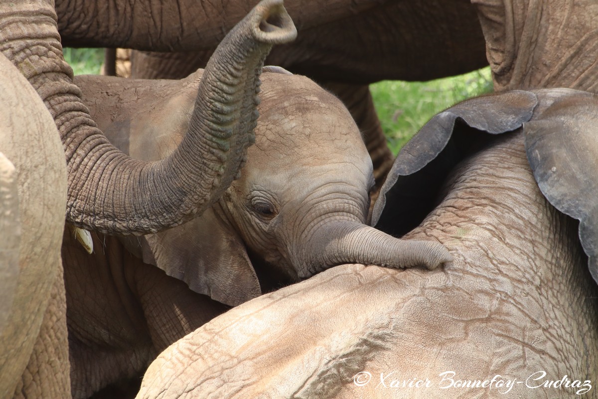 Samburu - Elephant
Mots-clés: geo:lat=0.57133100 geo:lon=37.56450700 geotagged KEN Kenya Samburu Samburu National Reserve animals Elephant