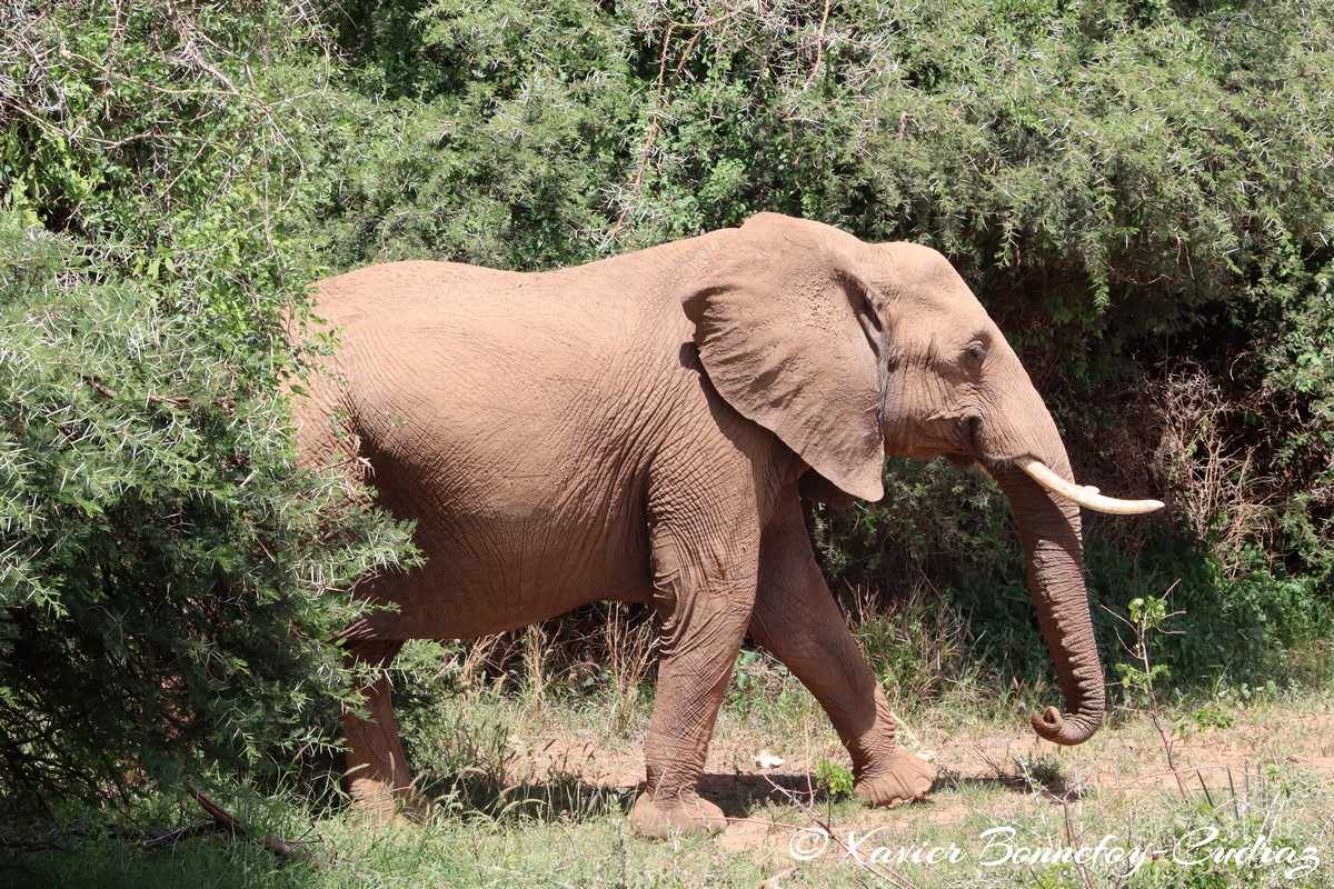 Samburu - Elephant
Mots-clés: geo:lat=0.57133100 geo:lon=37.56450700 geotagged KEN Kenya Samburu Samburu National Reserve animals Elephant