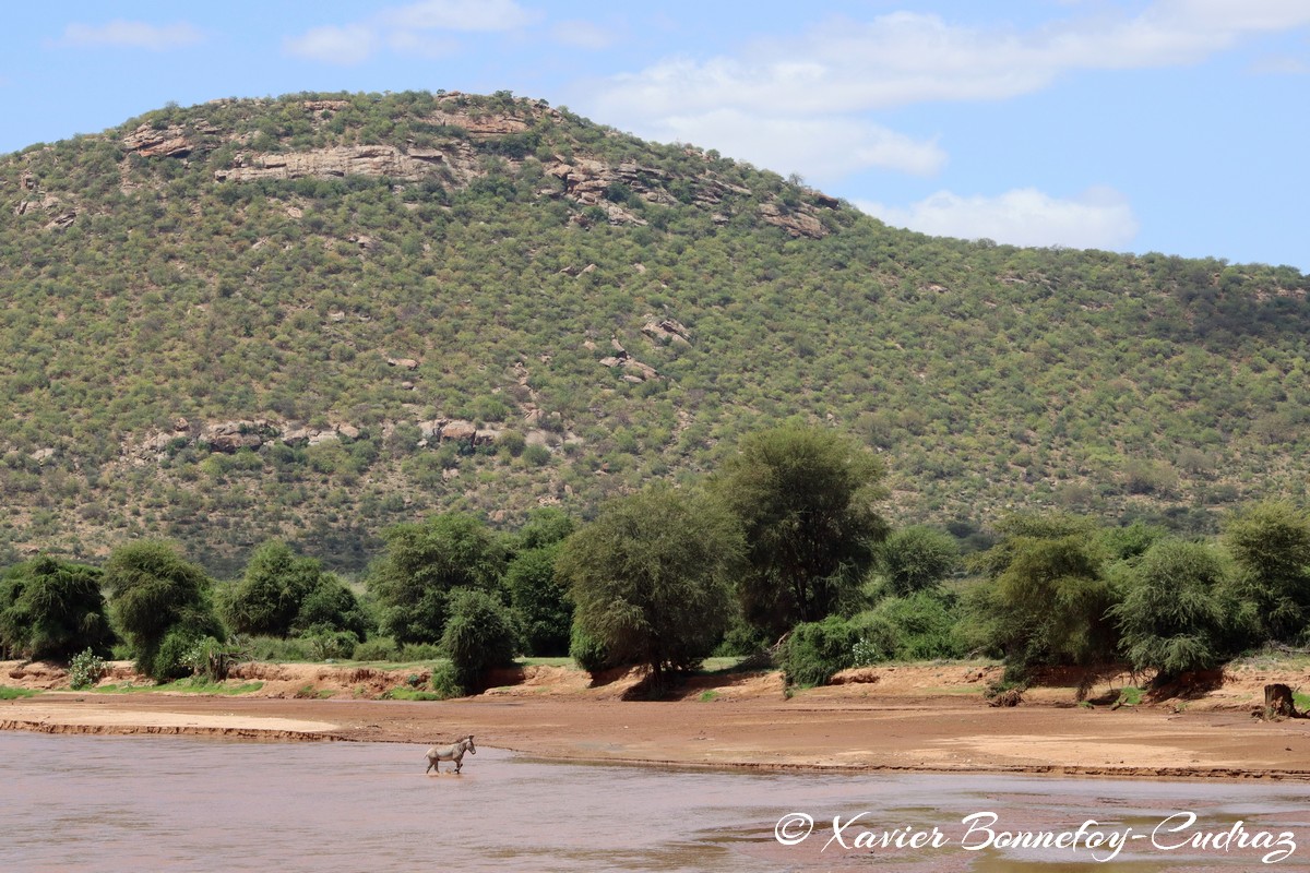 Samburu - Grevy's Zebra crossing Ewaso Ngiro river
Mots-clés: geo:lat=0.57613200 geo:lon=37.54888800 geotagged KEN Kenya Samburu Samburu National Reserve Grevy's Zebra animals Ewaso Ngiro river Riviere