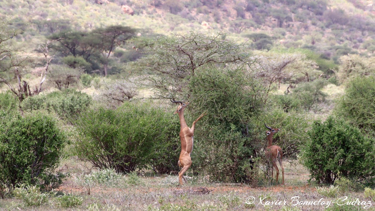 Samburu - Gerenuk
Mots-clés: geo:lat=0.58477200 geo:lon=37.57442600 geotagged KEN Kenya Samburu Samburu National Reserve Gerenuk animals
