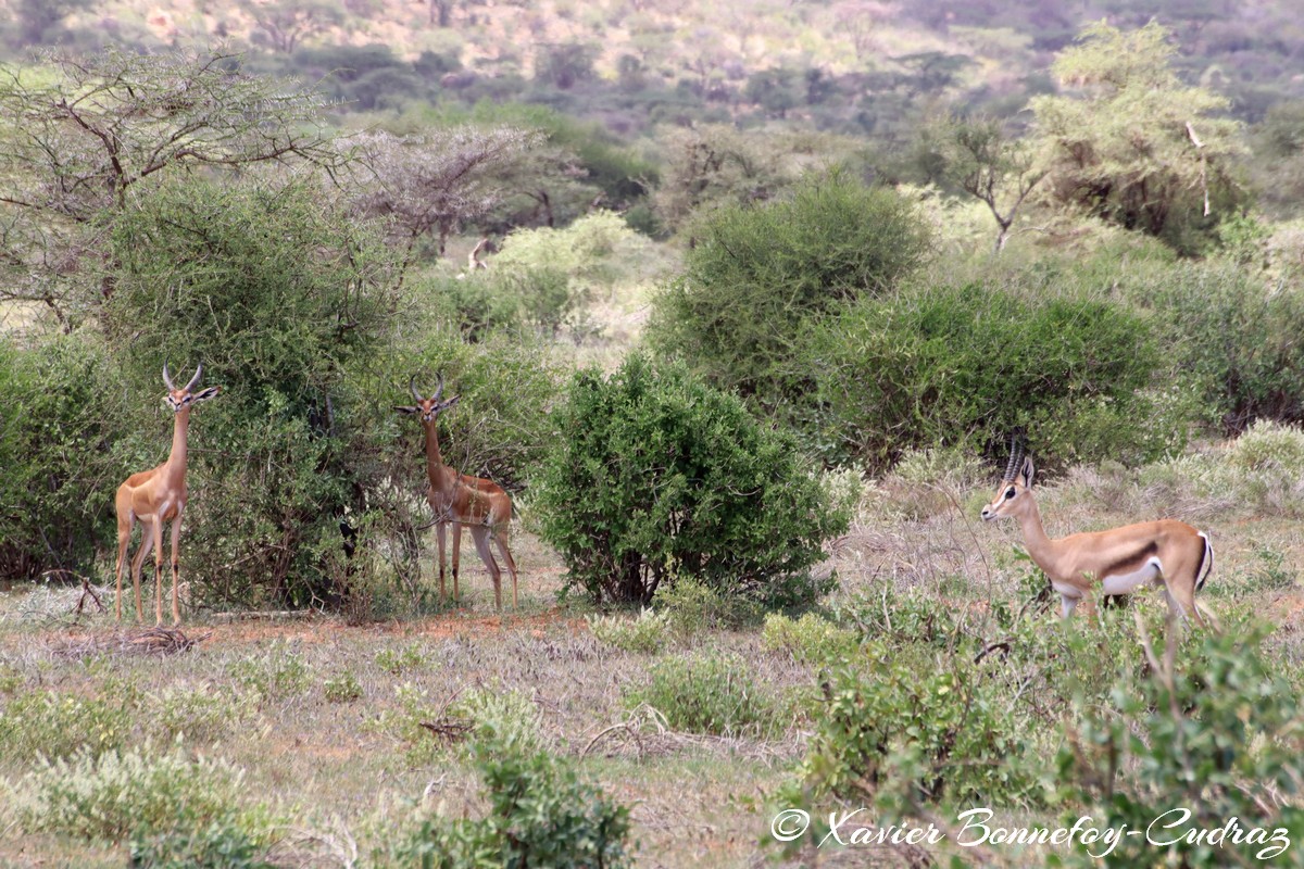 Samburu - Gerenuk
Mots-clés: geo:lat=0.58478200 geo:lon=37.57446700 geotagged KEN Kenya Samburu Samburu National Reserve Gerenuk animals