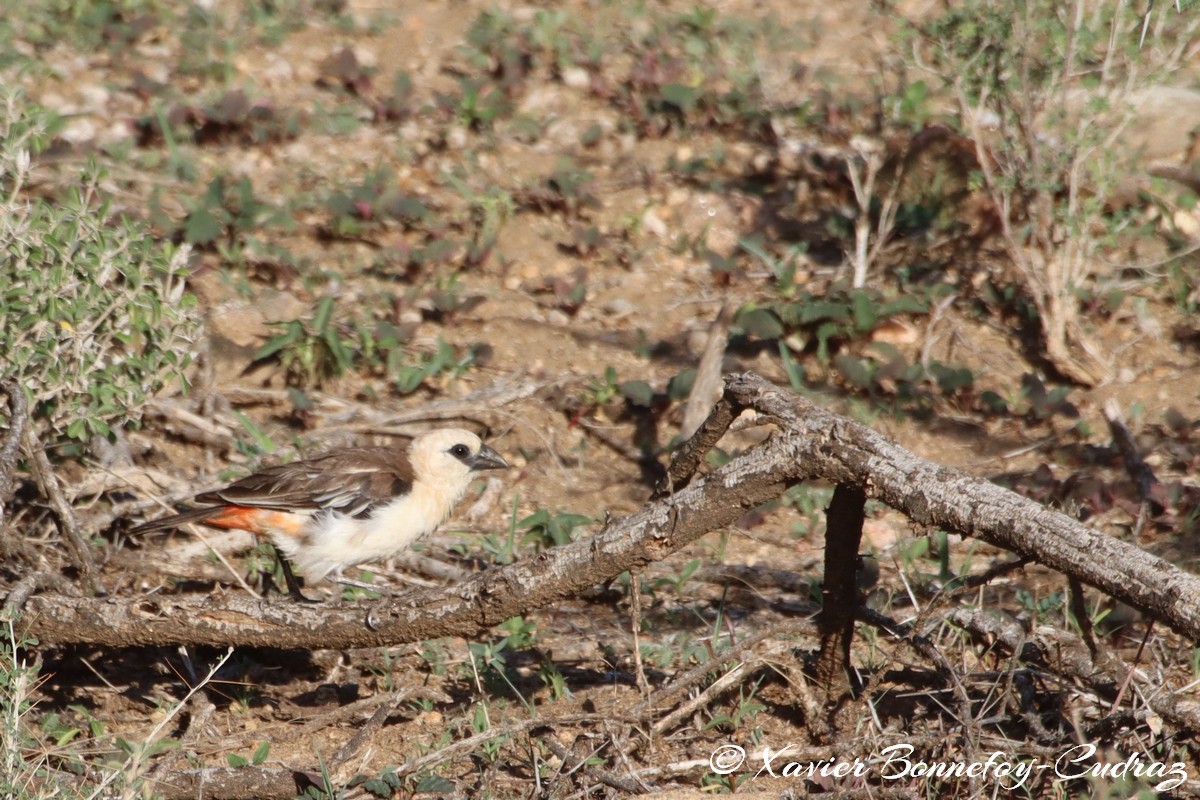 Samburu - White-headed Buffalo Weaver
Mots-clés: geo:lat=0.61964800 geo:lon=37.62757900 geotagged KEN Kenya Samburu Samburu National Reserve White-headed Buffalo Weaver animals oiseau