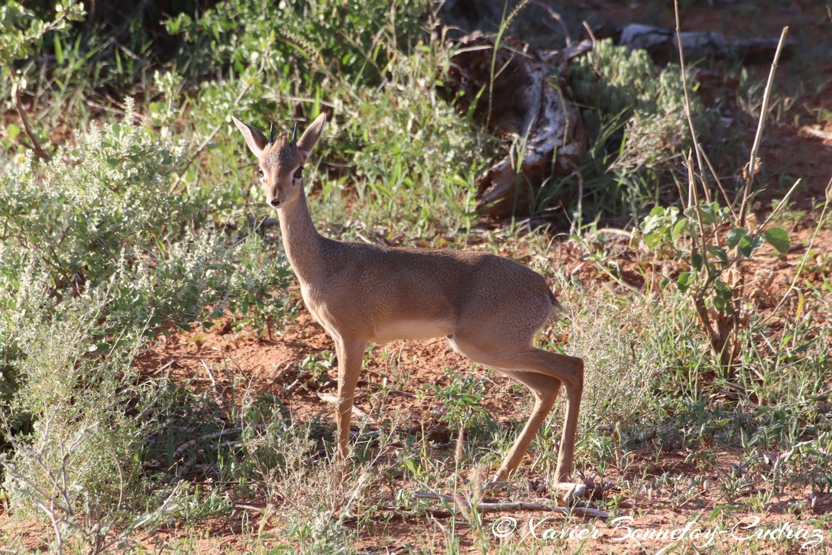 Samburu - Dik-dik
Mots-clés: geo:lat=0.61336100 geo:lon=37.62069100 geotagged KEN Kenya Samburu Samburu National Reserve animals Dik-dik