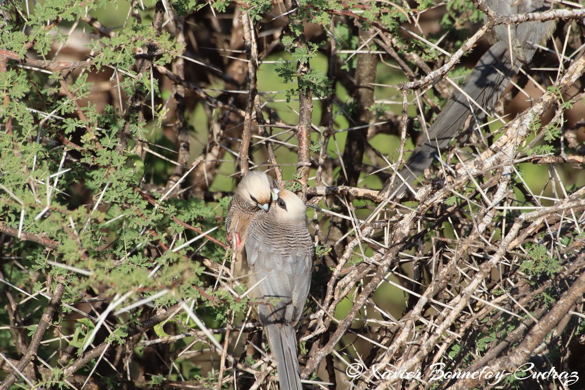 Samburu - White-headed Mousebird
Mots-clés: geo:lat=0.61337900 geo:lon=37.62041100 geotagged KEN Kenya Samburu Samburu National Reserve animals White-headed Mousebird Bird