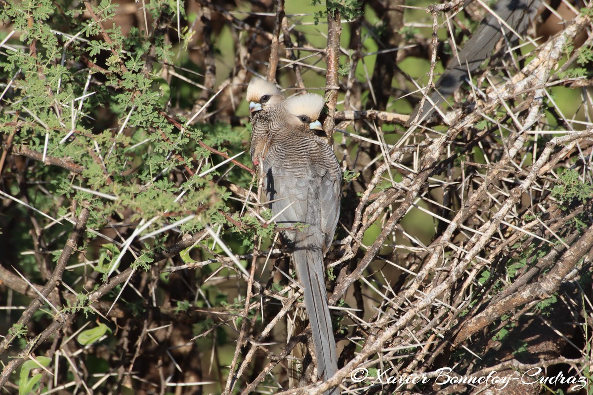 Samburu - White-headed Mousebird
Mots-clés: geo:lat=0.61337900 geo:lon=37.62041100 geotagged KEN Kenya Samburu Samburu National Reserve animals White-headed Mousebird Bird
