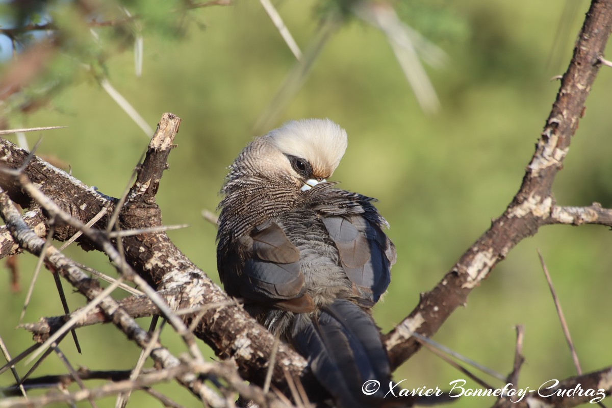 Samburu - White-headed Mousebird
Mots-clés: geo:lat=0.61337900 geo:lon=37.62041100 geotagged KEN Kenya Samburu Samburu National Reserve animals White-headed Mousebird Bird
