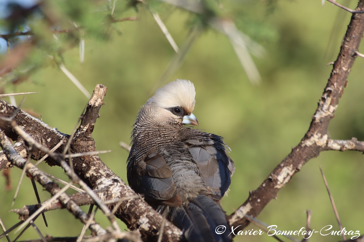 Samburu - White-headed Mousebird
Mots-clés: geo:lat=0.61337900 geo:lon=37.62041100 geotagged KEN Kenya Samburu Samburu National Reserve animals White-headed Mousebird Bird
