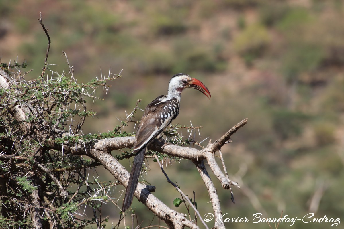 Samburu - Red Billed Hornbill
Mots-clés: geo:lat=0.58708200 geo:lon=37.56770200 geotagged KEN Kenya Samburu Samburu National Reserve animals Red Billed Hornbill