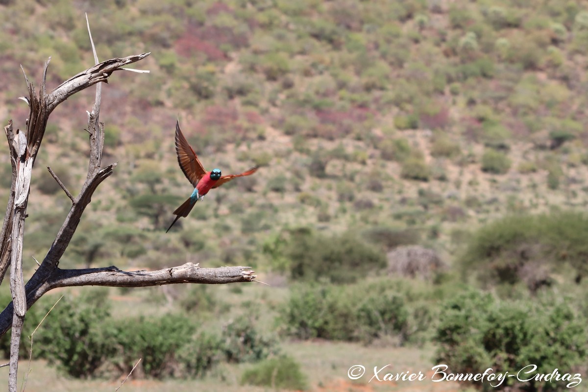 Samburu - Northern carmine bee-eater
Mots-clés: geo:lat=0.58145700 geo:lon=37.56607500 geotagged KEN Kenya Samburu Samburu National Reserve animals oiseau Northern carmine bee-eater