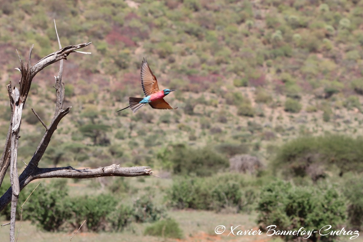 Samburu - Northern carmine bee-eater
Mots-clés: geo:lat=0.58145700 geo:lon=37.56607500 geotagged KEN Kenya Samburu Samburu National Reserve animals oiseau Northern carmine bee-eater