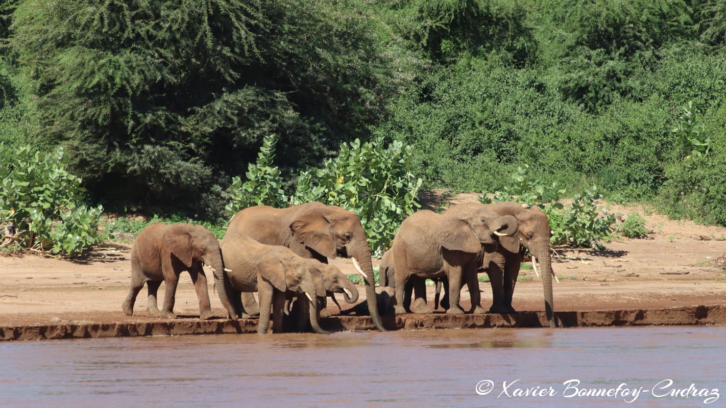 Samburu - Elephant
Mots-clés: geo:lat=0.57302000 geo:lon=37.55113900 geotagged KEN Kenya Samburu Samburu National Reserve animals Elephant
