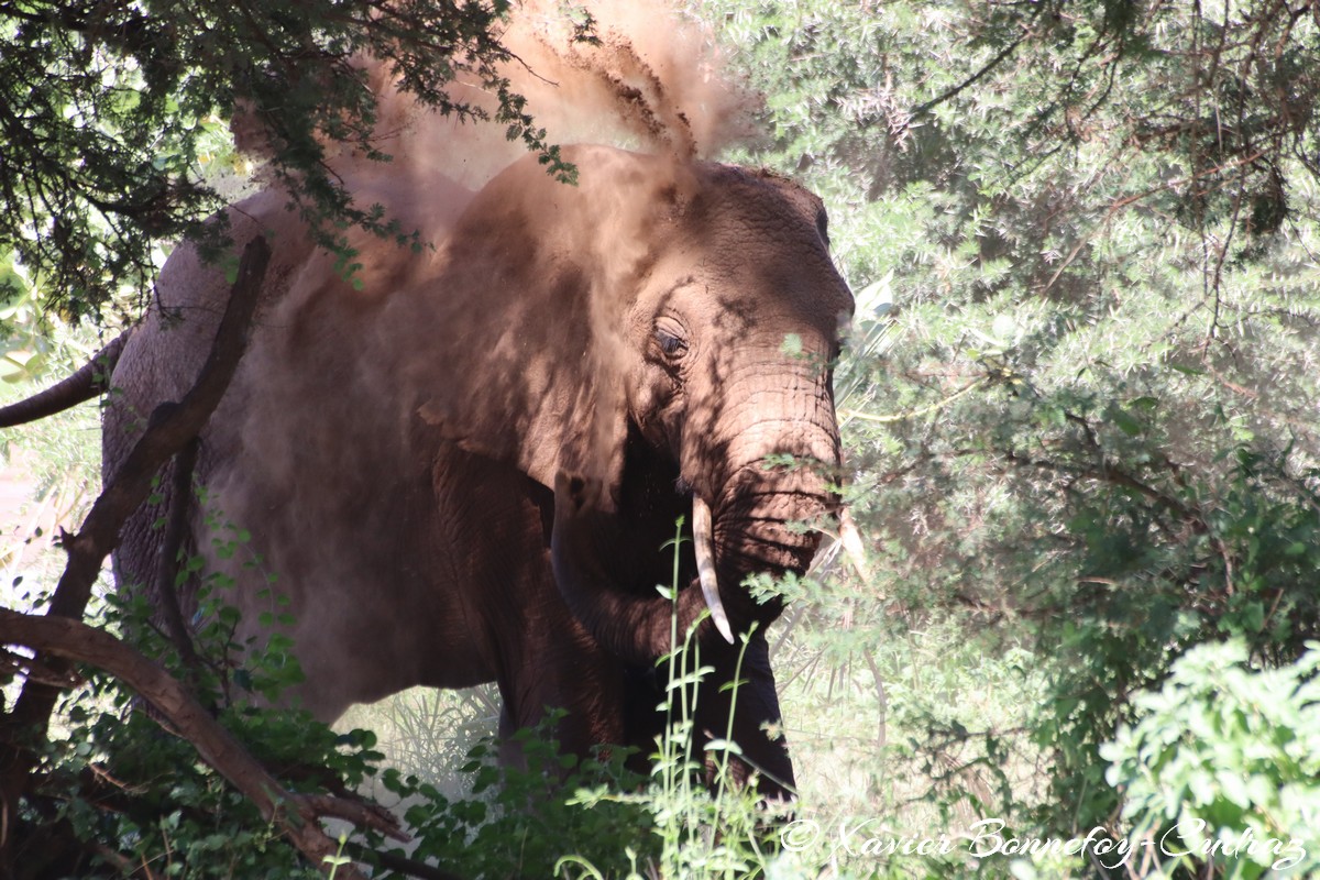 Samburu - Elephant
Mots-clés: geo:lat=0.57156900 geo:lon=37.55249500 geotagged KEN Kenya Samburu Samburu National Reserve animals Elephant