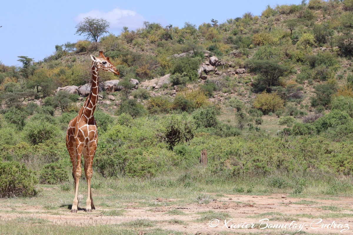 Samburu - Reticulated giraffe
Mots-clés: geo:lat=0.57211300 geo:lon=37.55823600 geotagged KEN Kenya Samburu Samburu National Reserve reticulated giraffe Somali giraffe Giraffe animals