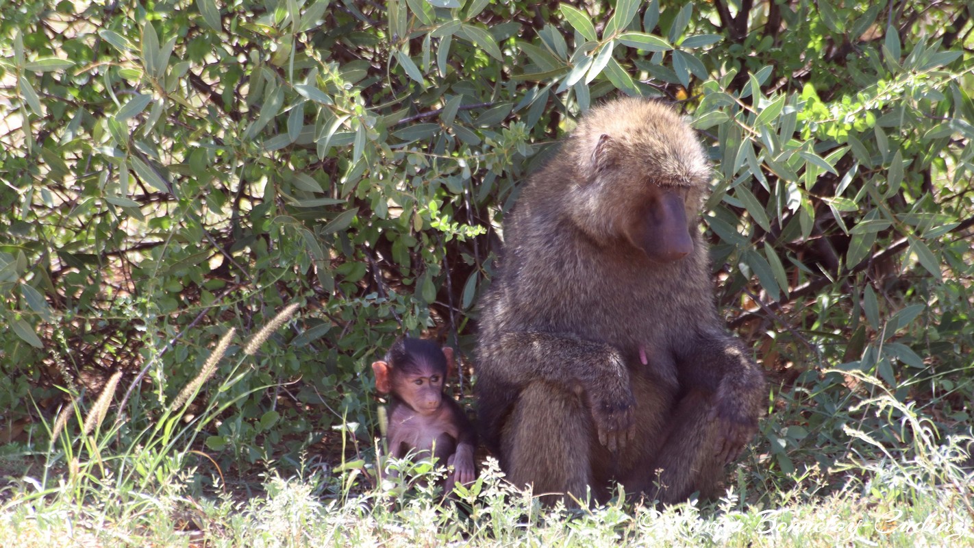 Samburu - Baboon
Mots-clés: geo:lat=0.57038900 geo:lon=37.56757600 geotagged KEN Kenya Samburu Samburu National Reserve animals singes Babouin