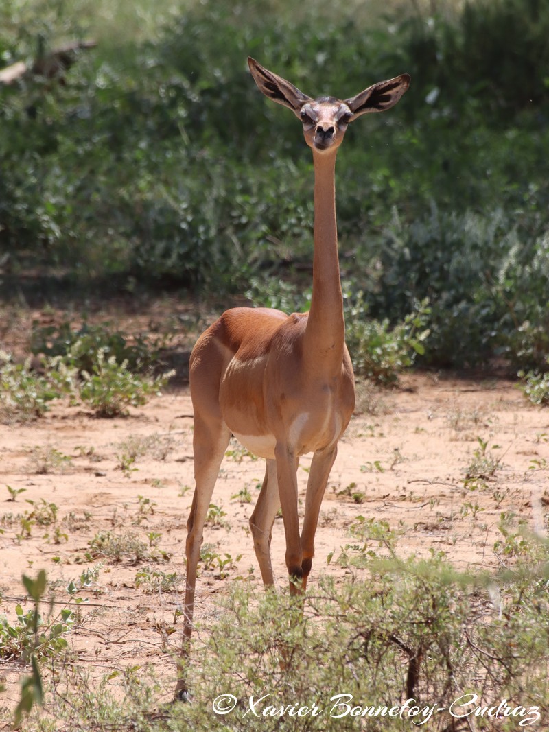 Samburu - Gerenuk
Mots-clés: geo:lat=0.57320500 geo:lon=37.56906000 geotagged KEN Kenya Samburu Samburu National Reserve animals Gerenuk