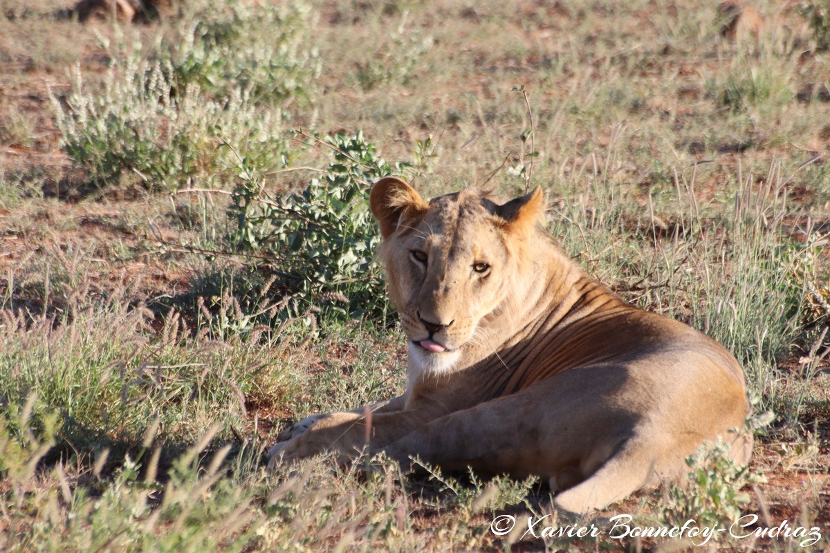 Buffalo Springs - Lion
Mots-clés: geo:lat=0.55674200 geo:lon=37.57339300 geotagged KEN Kenya Samburu Isiolo Buffalo Springs National Reserve animals Lion