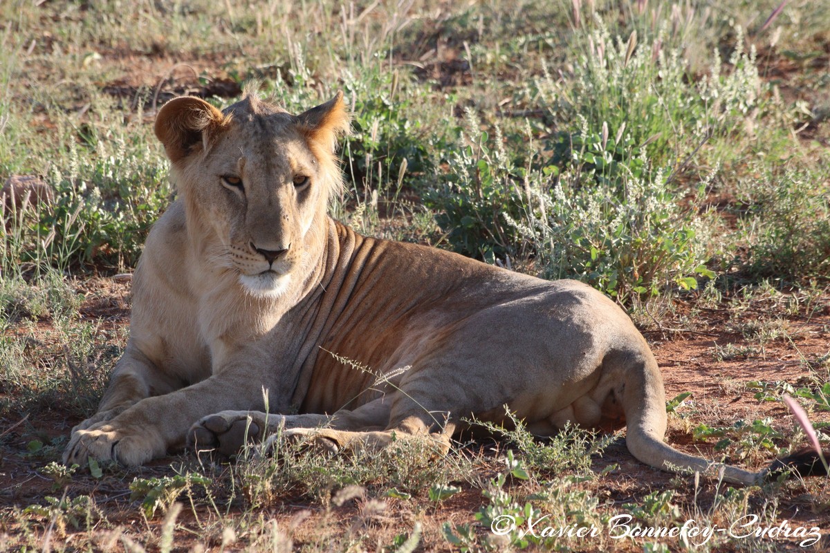 Buffalo Springs - Lion
Mots-clés: geo:lat=0.55668000 geo:lon=37.57350000 geotagged KEN Kenya Samburu Isiolo Buffalo Springs National Reserve animals Lion