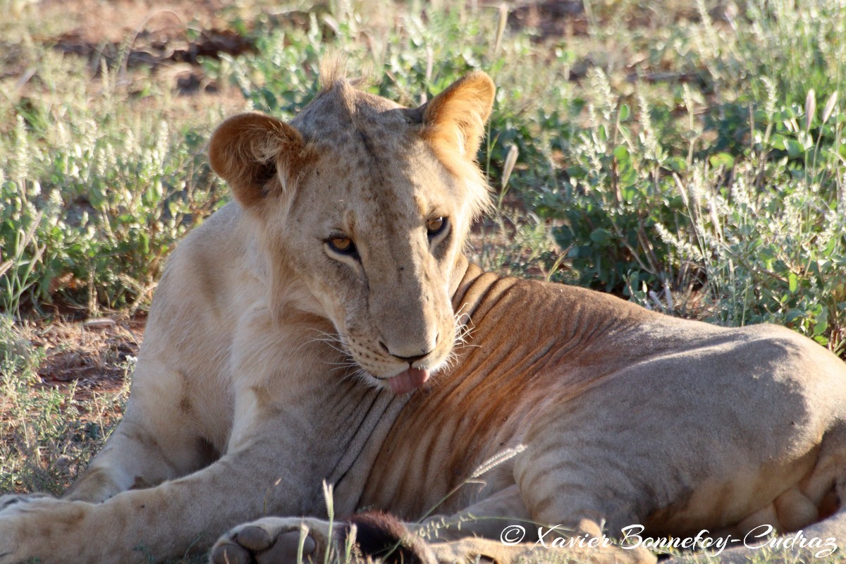 Buffalo Springs - Lion
Mots-clés: geo:lat=0.55667800 geo:lon=37.57351000 geotagged KEN Kenya Samburu Isiolo Buffalo Springs National Reserve animals Lion