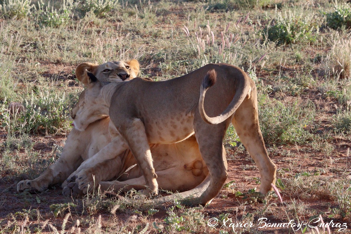 Buffalo Springs - Lion
Mots-clés: geo:lat=0.55667800 geo:lon=37.57351000 geotagged KEN Kenya Samburu Isiolo Buffalo Springs National Reserve animals Lion