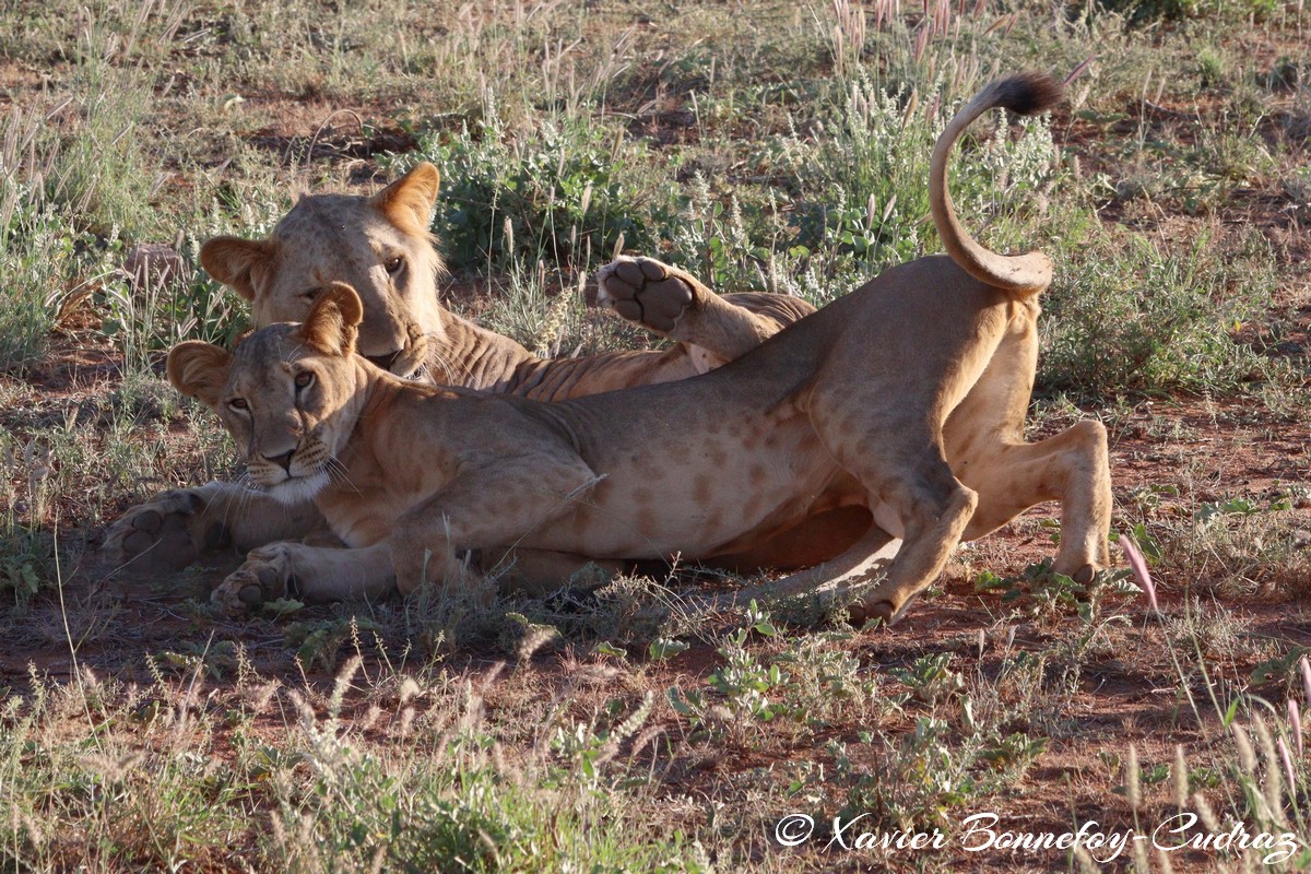 Buffalo Springs - Lion
Mots-clés: geo:lat=0.55667800 geo:lon=37.57351000 geotagged KEN Kenya Samburu Isiolo Buffalo Springs National Reserve animals Lion