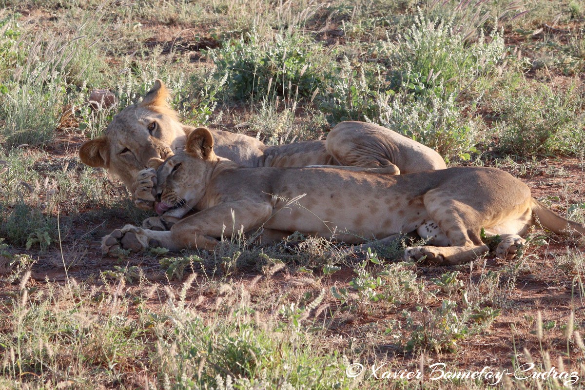 Buffalo Springs - Lion
Mots-clés: geo:lat=0.55667800 geo:lon=37.57351000 geotagged KEN Kenya Samburu Isiolo Buffalo Springs National Reserve animals Lion