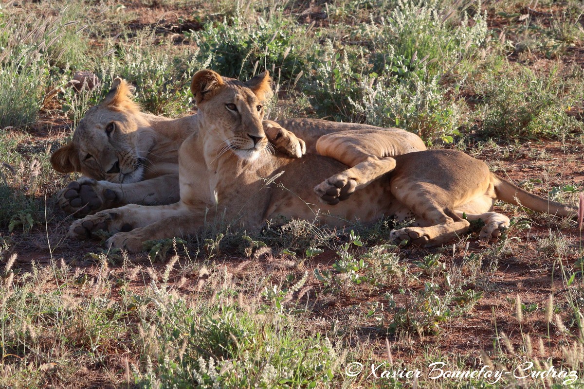 Buffalo Springs - Lion
Mots-clés: geo:lat=0.55667800 geo:lon=37.57351000 geotagged KEN Kenya Samburu Isiolo Buffalo Springs National Reserve animals Lion