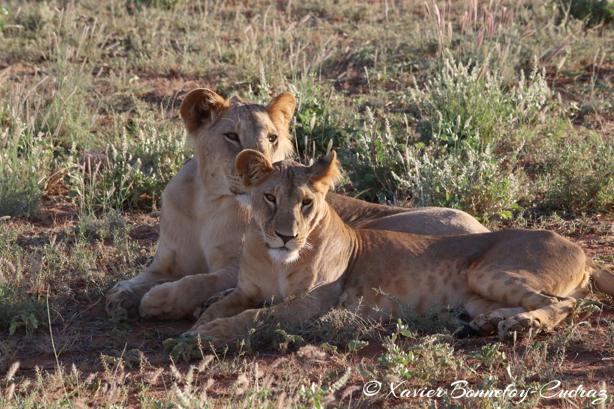 Buffalo Springs - Lion
Mots-clés: geo:lat=0.55667900 geo:lon=37.57351200 geotagged KEN Kenya Samburu Isiolo Buffalo Springs National Reserve animals Lion