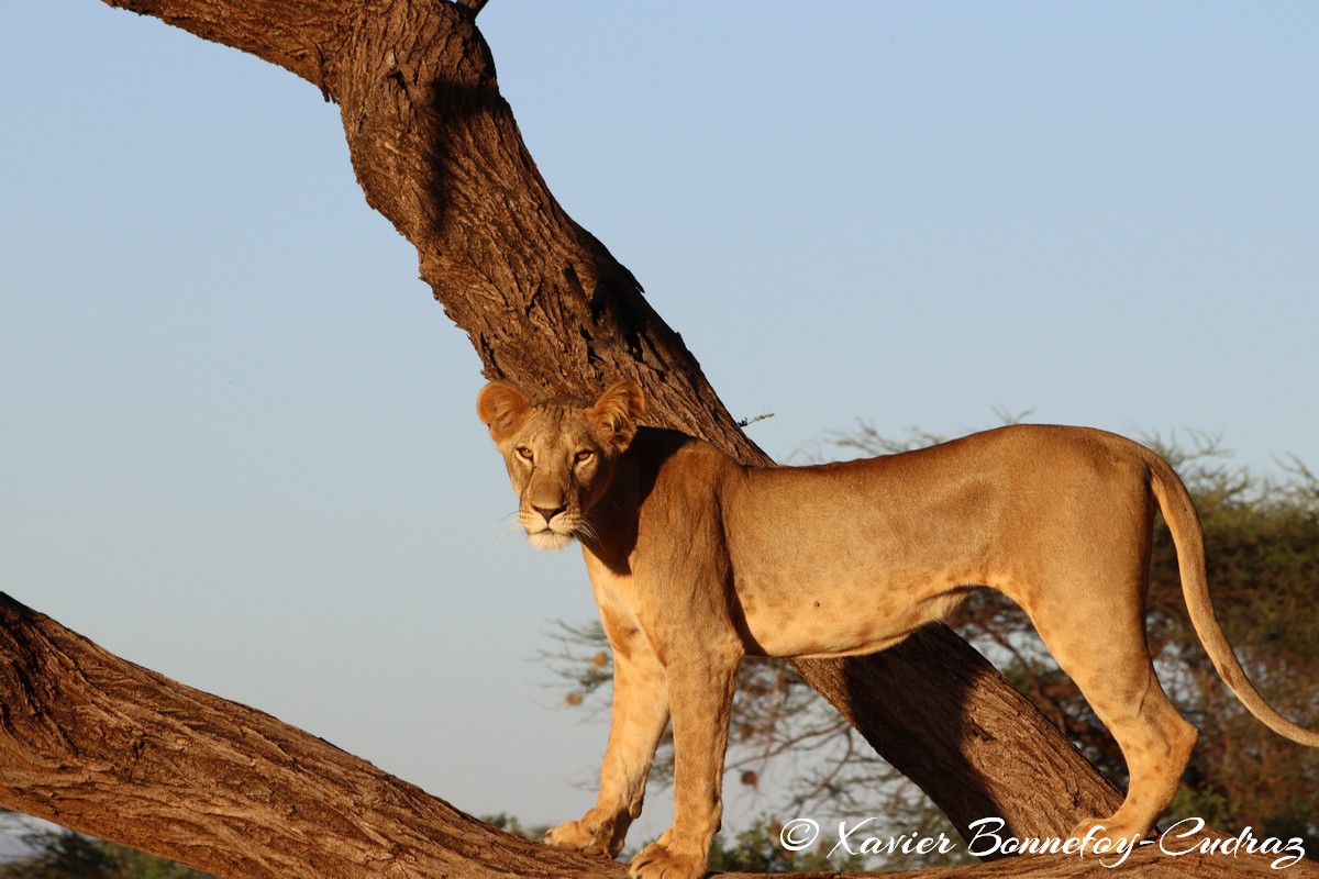 Buffalo Springs - Lion
Mots-clés: geo:lat=0.55600100 geo:lon=37.57479200 geotagged KEN Kenya Samburu Isiolo Buffalo Springs National Reserve animals Lion