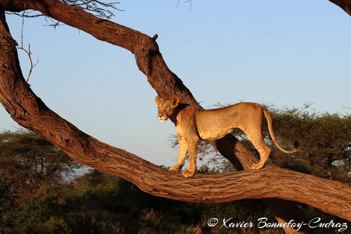 Buffalo Springs - Lion
Mots-clés: geo:lat=0.55600100 geo:lon=37.57479200 geotagged KEN Kenya Samburu Isiolo Buffalo Springs National Reserve animals Lion