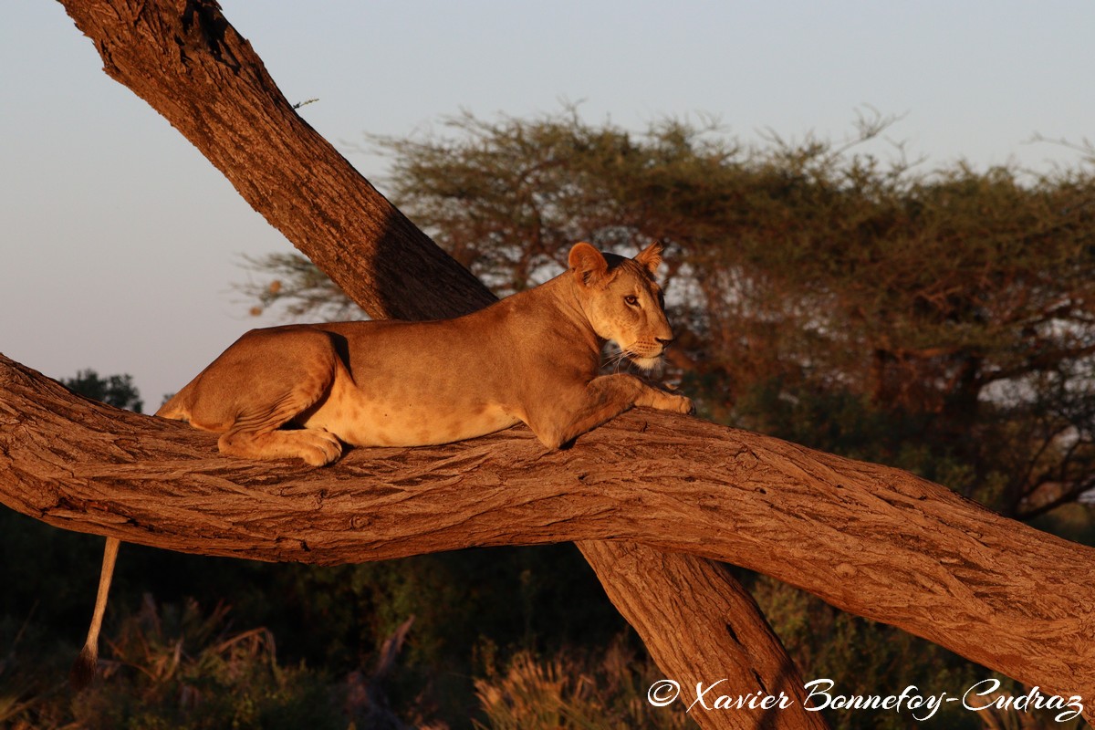 Buffalo Springs - Lion
Mots-clés: geo:lat=0.55605700 geo:lon=37.57475400 geotagged KEN Kenya Samburu Isiolo Buffalo Springs National Reserve animals Lion