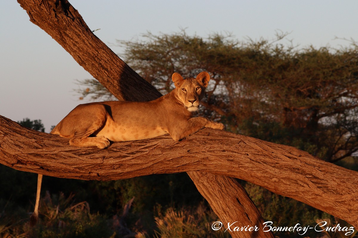 Buffalo Springs - Lion
Mots-clés: geo:lat=0.55605700 geo:lon=37.57475400 geotagged KEN Kenya Samburu Isiolo Buffalo Springs National Reserve animals Lion
