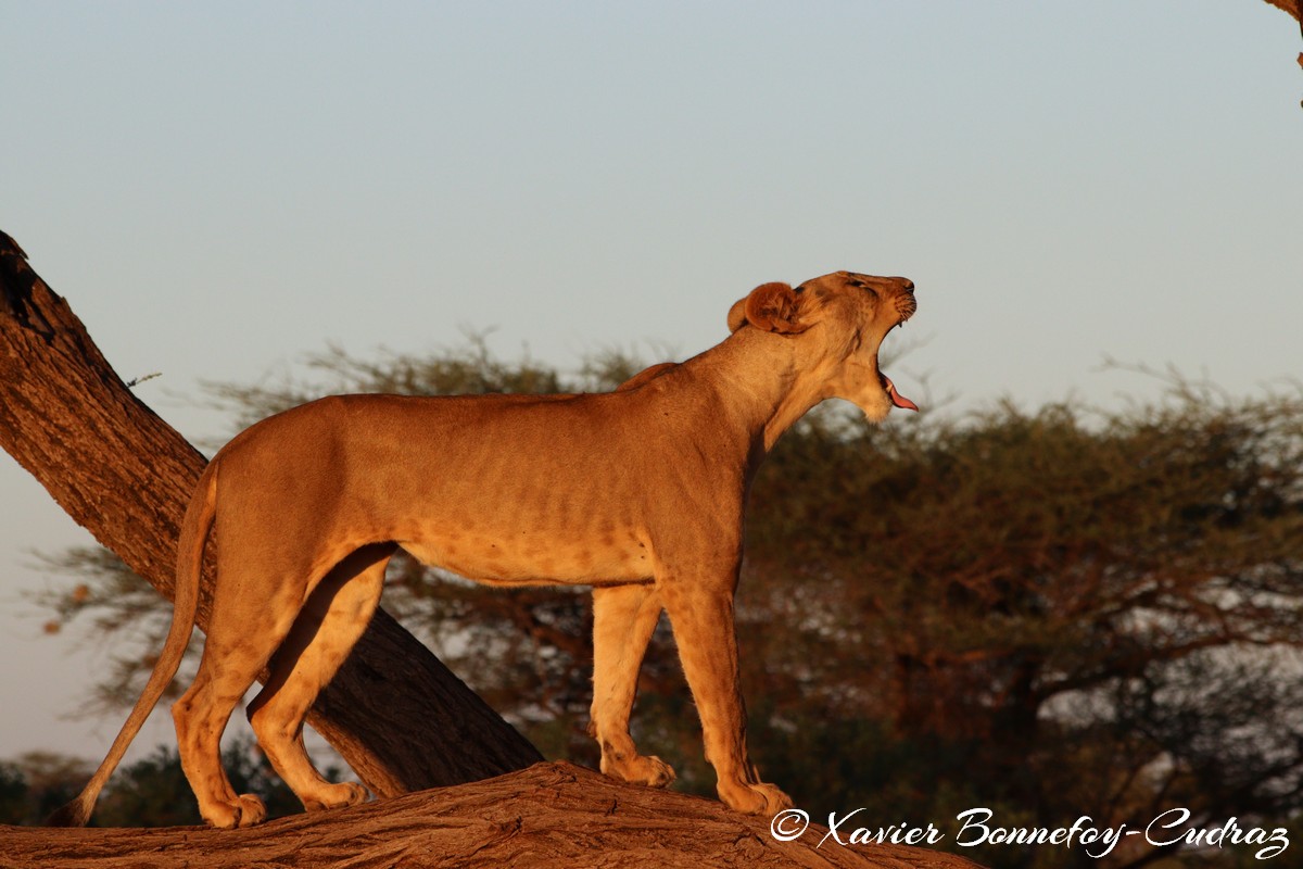 Buffalo Springs - Lion
Mots-clés: geo:lat=0.55605700 geo:lon=37.57475400 geotagged KEN Kenya Samburu Isiolo Buffalo Springs National Reserve animals Lion