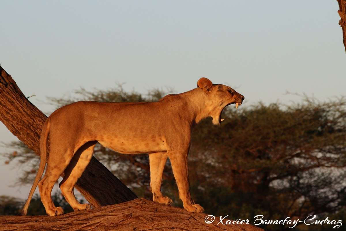 Buffalo Springs - Lion
Mots-clés: geo:lat=0.55605700 geo:lon=37.57475400 geotagged KEN Kenya Samburu Isiolo Buffalo Springs National Reserve animals Lion