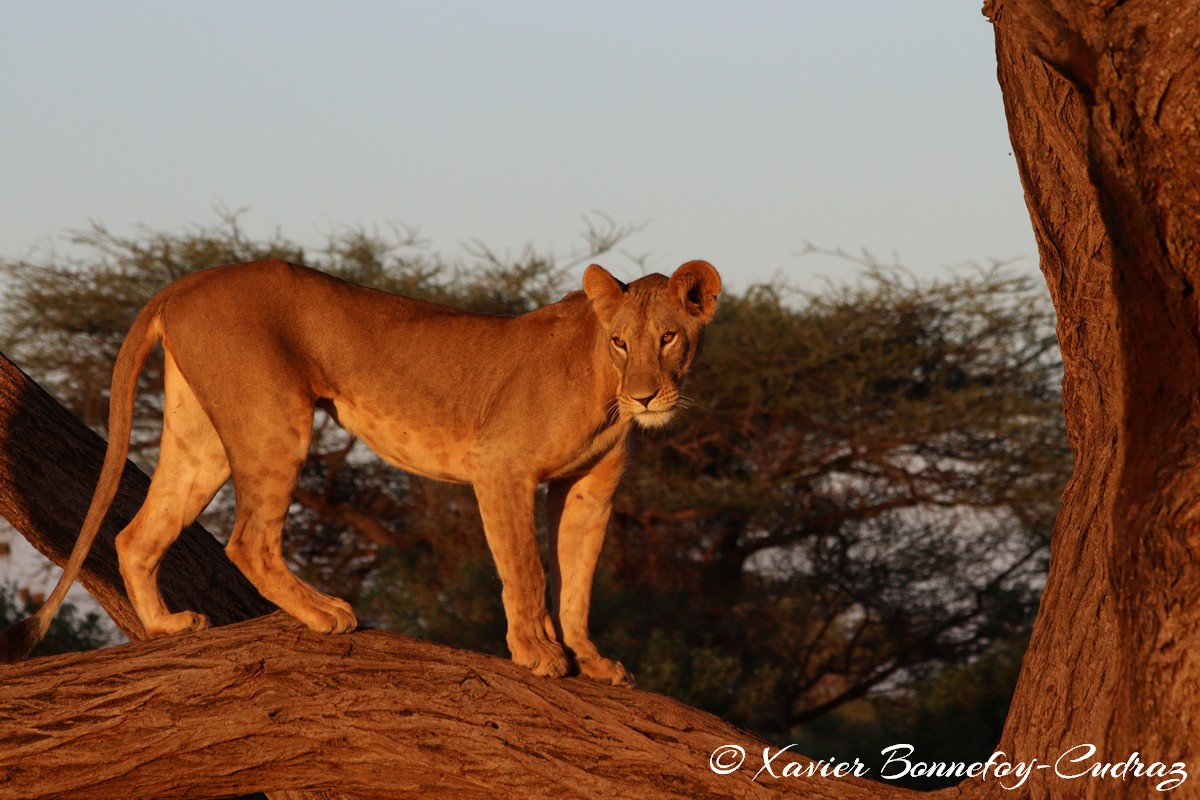 Buffalo Springs - Lion
Mots-clés: geo:lat=0.55605700 geo:lon=37.57475400 geotagged KEN Kenya Samburu Isiolo Buffalo Springs National Reserve animals Lion