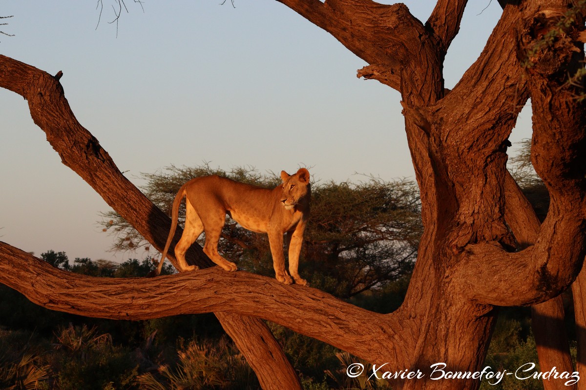 Buffalo Springs - Lion
Mots-clés: geo:lat=0.55605700 geo:lon=37.57475400 geotagged KEN Kenya Samburu Isiolo Buffalo Springs National Reserve animals Lion