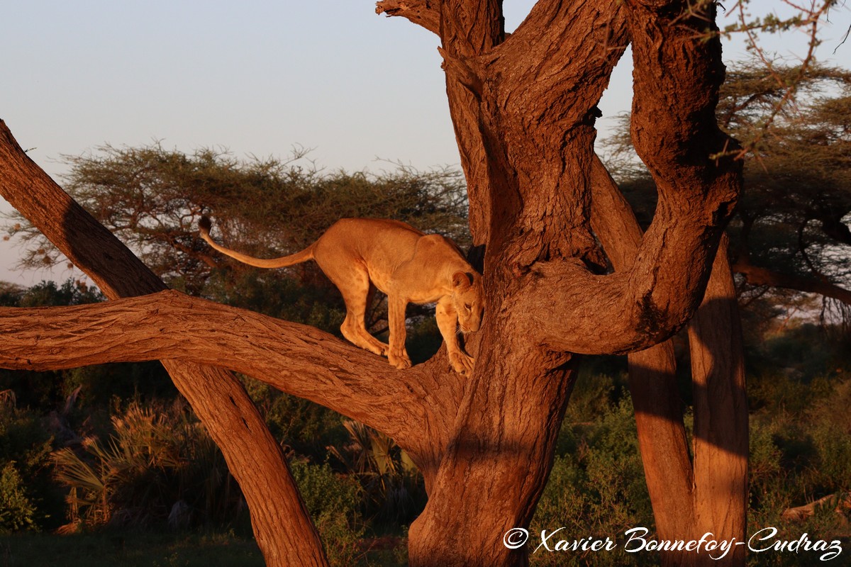 Buffalo Springs - Lion
Mots-clés: geo:lat=0.55605700 geo:lon=37.57475400 geotagged KEN Kenya Samburu Isiolo Buffalo Springs National Reserve animals Lion