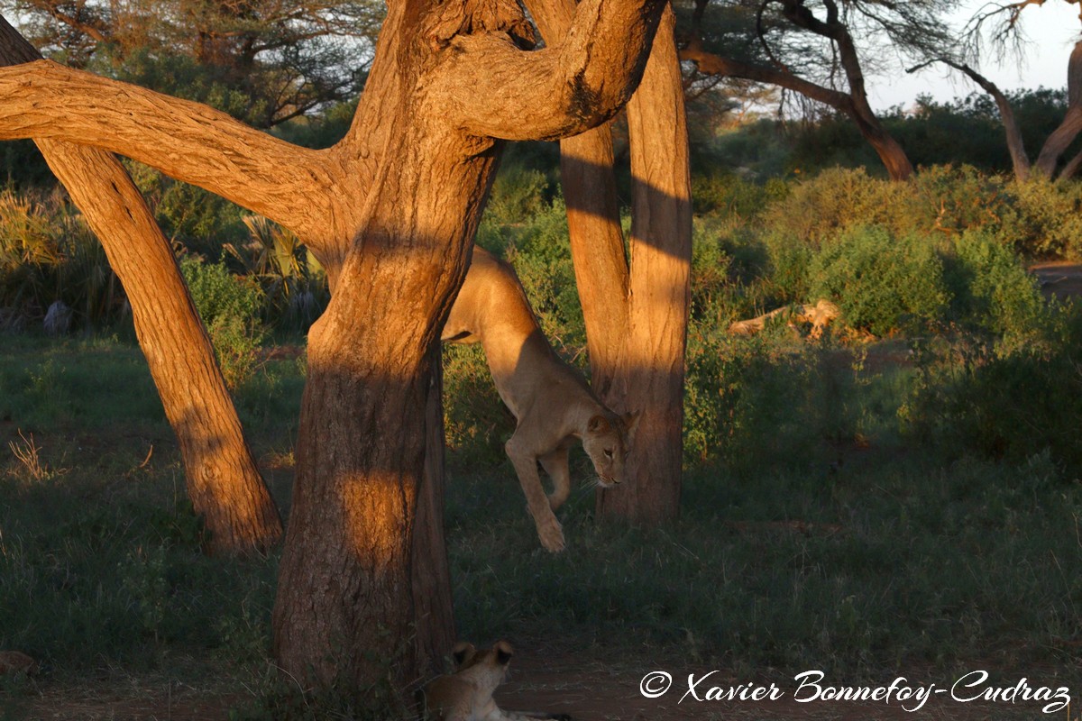 Buffalo Springs - Lion
Mots-clés: geo:lat=0.55605700 geo:lon=37.57475400 geotagged KEN Kenya Samburu Isiolo Buffalo Springs National Reserve animals Lion