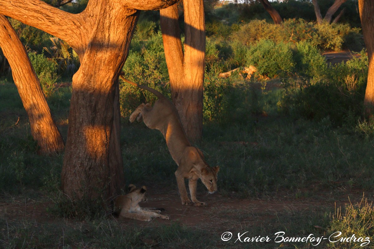 Buffalo Springs - Lion
Mots-clés: geo:lat=0.55605700 geo:lon=37.57475400 geotagged KEN Kenya Samburu Isiolo Buffalo Springs National Reserve animals Lion