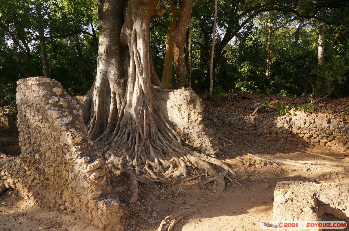 Watamu - Gede Ruins
Mots-clés: Gedi geo:lat=-3.30918320 geo:lon=40.01709627 geotagged KEN Kenya Kilifi Gede Ruins Ruines Lumiere Watamu