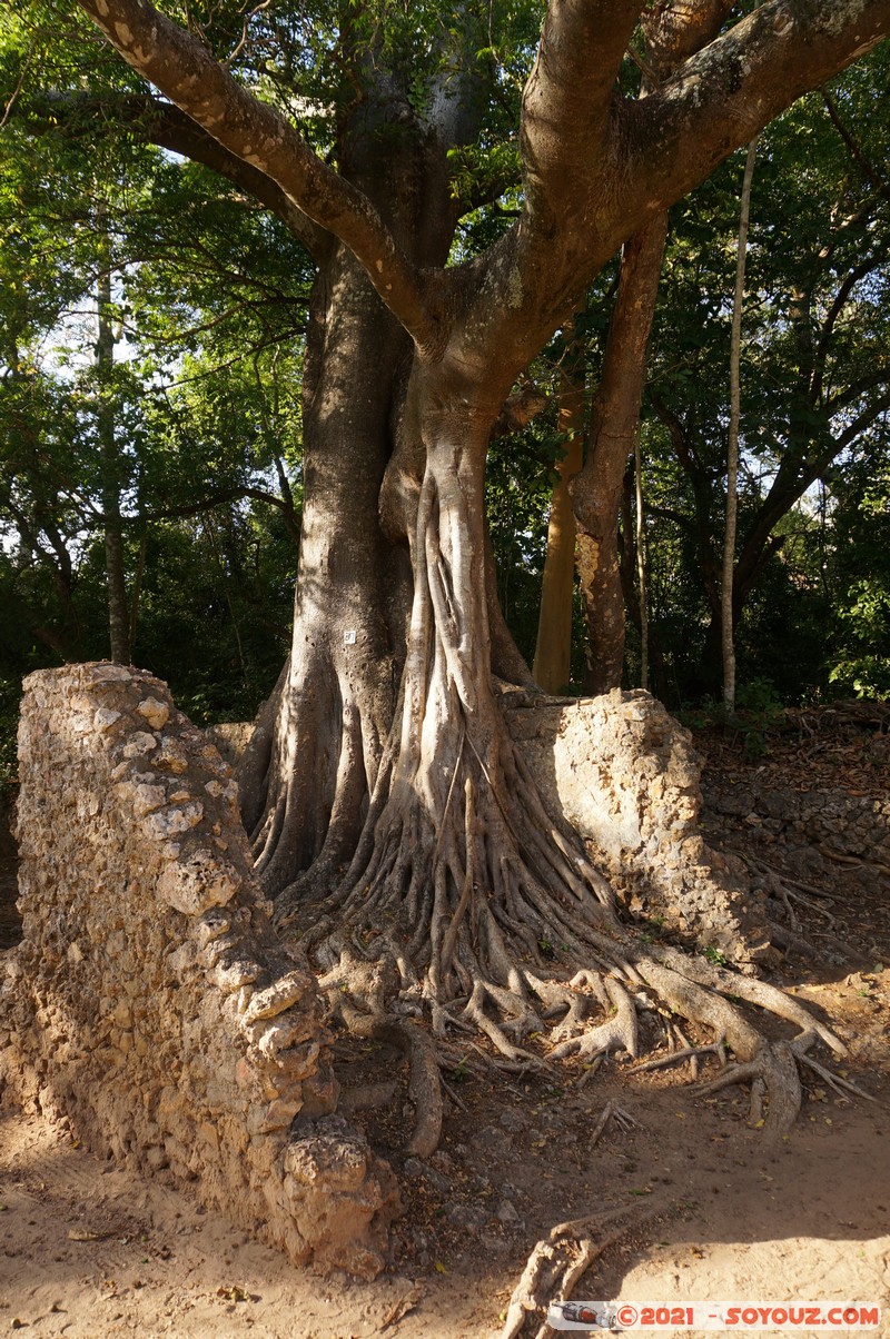Watamu - Gede Ruins
Mots-clés: Gedi geo:lat=-3.30917813 geo:lon=40.01711208 geotagged KEN Kenya Kilifi Gede Ruins Ruines Lumiere Watamu