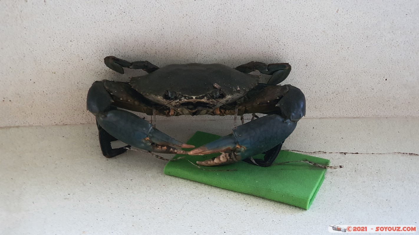 Watamu - Nyumba Sara - Crab
Mots-clés: geo:lat=-3.35101411 geo:lon=40.02371624 geotagged KEN Kenya Kilifi Watamu Nyumba Sara Nourriture animals crabe