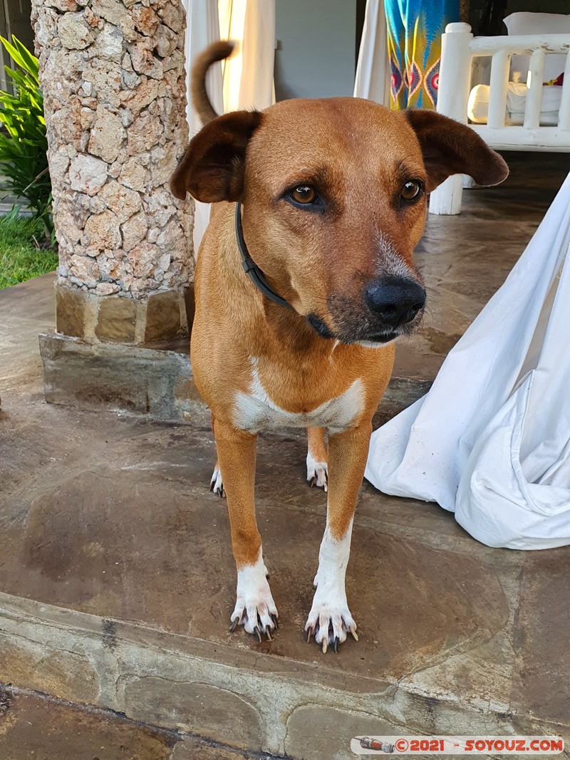 Watamu - Nyumba Sara - Romeo
Mots-clés: geo:lat=-3.35110321 geo:lon=40.02386418 geotagged KEN Kenya Kilifi Watamu Nyumba Sara animals chien